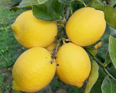 limone